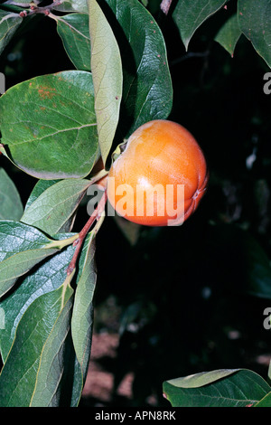 Frutto della data giapponese prugna/Kaki kaki Tree-Diospyros-famiglia Ebenaceae Foto Stock