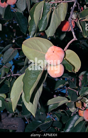 Frutto della data giapponese prugna/Kaki kaki Tree-Diospyros-famiglia Ebenaceae Foto Stock