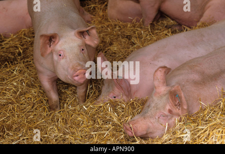 Suini giovani nella figliata profonda capannone Foto Stock