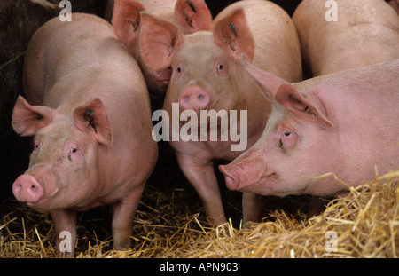 Suini giovani nella figliata profonda capannone Foto Stock