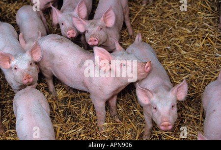 Suini giovani nella figliata profonda capannone Foto Stock