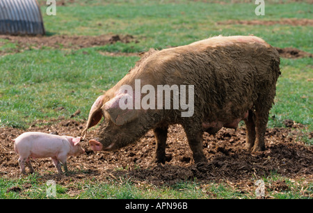 Free Range Sow Piglet Vale di Aylesbury Bucks UK Estate Foto Stock