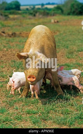 Free Range scrofa e suinetti Vale di Aylesbury Bucks UK Estate Foto Stock