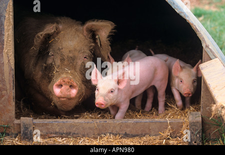 Large White scrofa e suinetti su Freerange Farm Aylesbury Vale Bucks UK Estate Foto Stock