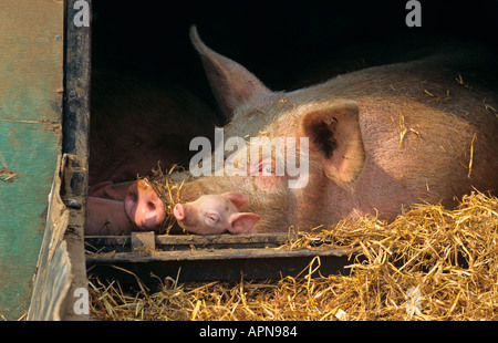 Large White scrofa e suinetti su Freerange Farm Aylesbury Vale Bucks UK Estate Foto Stock
