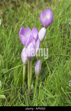 Autumn Crocus colchium flowering on damp grassland Norfolk UK September Foto Stock