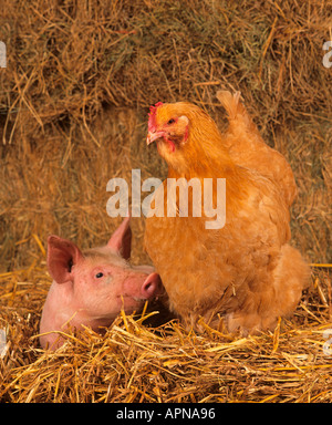 Pollo e Large White suinetti in impostazione da cortile Foto Stock