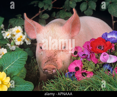 Large White Piglet Polyanthus Foto Stock