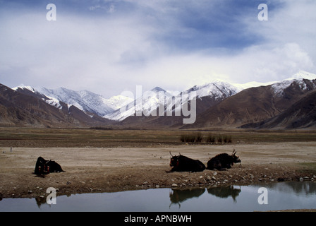 Yak rilassarsi sull'altopiano tibetano con l'Himalaya come sfondo nel Tibet Centrale Foto Stock