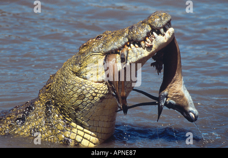 Coccodrillo del Nilo (Crocodylus niloticus) con catturato Grant's gazzella. Foto Stock
