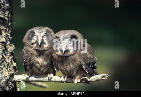 Il gufo Tengmalms (Aegolius funereus), due giovani, seduti fianco a fianco sul ramo, Mai 97. Foto Stock