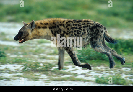 Spotted hyena (Crocuta crocuta), Apr 00. Foto Stock