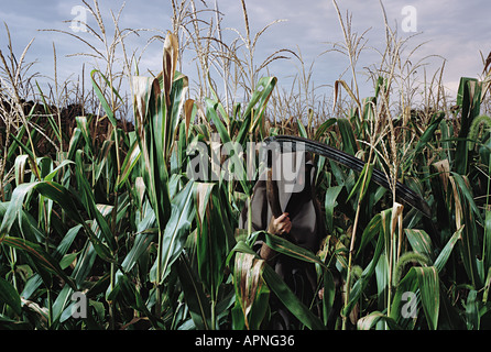 Grim Reaper dissimulata in un campo di mais Foto Stock