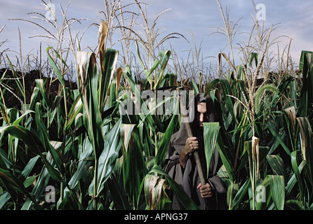 Grim Reaper dissimulata in un campo di mais Foto Stock