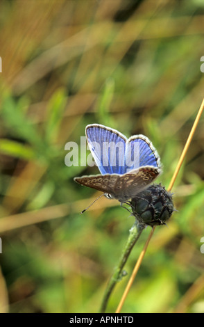 Chalk Hill blue butterfly Lysandra coridon Foto Stock