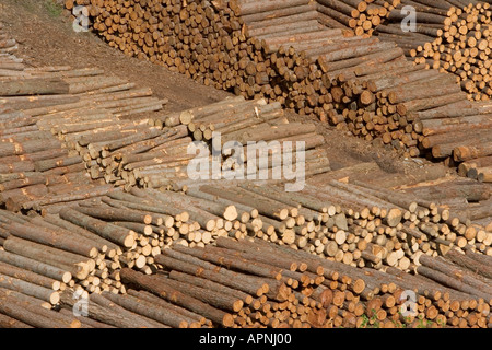 I registri di pino in legname, Alto Adige, Italia Foto Stock