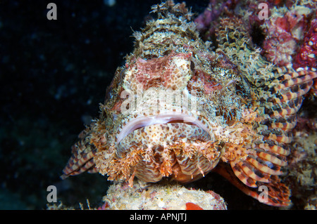 Il Reef Scorfani attende il suo prossimo pasto sui coralli della sua casa di Sipadan Island, Malaysia. Foto Stock