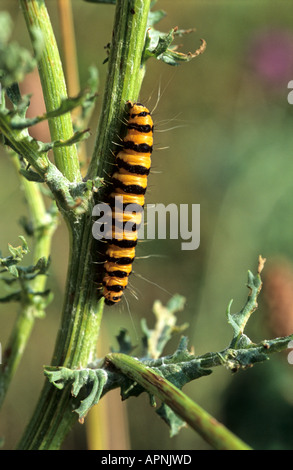 Il cinabro moth callimorphia jacobaccae bruco su erba tossica Mill Hill West Sussex Regno Unito Foto Stock