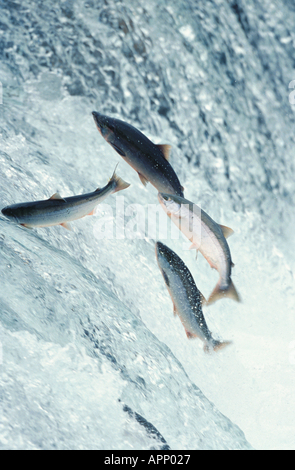 Salmone atlantico (lago pop. negli Stati Uniti/Canada: ouananiche, lago di salmone atlantico, senza sbocco sul mare salmone, la Sebago) Salmone (Salmo salar), l Foto Stock