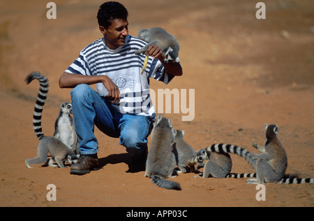 Anello-tailed lemur (Lemur catta), uomo fra i lemuri. Foto Stock