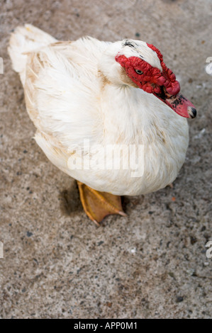 Maschio di anatra muta (Cairina moschata), Madeira, Portogallo Foto Stock