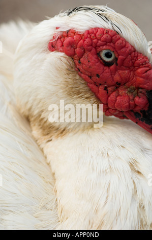 Maschio di anatra muta (Cairina moschata), Madeira, Portogallo Foto Stock