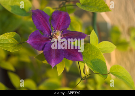 Viola Clematis fiore giardino, Spagna Foto Stock