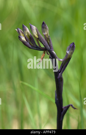Orchidea viola (Limodorum abortivum) fiore dettaglio, Montseny riserva naturale, Spagna Foto Stock