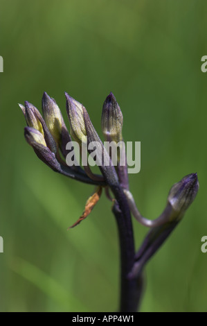 Orchidea viola (Limodorum abortivum) fiore dettaglio, Montseny riserva naturale, Spagna Foto Stock