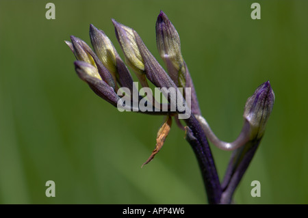 Orchidea viola (Limodorum abortivum) fiore dettaglio, Montseny riserva naturale, Spagna Foto Stock