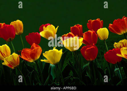 Gruppo di fioritura rossa e tulipani gialli, Missouri USA Foto Stock