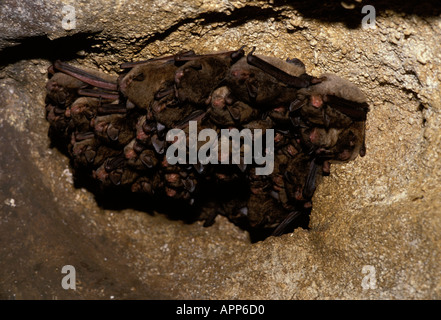 Cluster di Indiana bat (Myotis sodalis) cuccioli e madri dorme nella roccia impaccato, Boone Grotta, Missouri USA Foto Stock