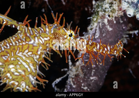 L'Arlecchino o ornati in Ghost Pipefish rende una rara apparizione vicino a casa sua a Mabul Island, Malaysia. Foto Stock