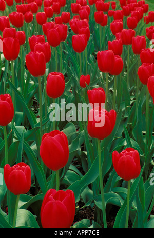 La piantagione di massa di tulipani rossi che fiorisce in primavera, Missouri USA Foto Stock