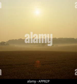 Vista su maturi il raccolto di grano in una nebbiosa alba rossa in estate Berkshire Foto Stock