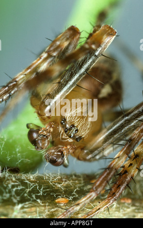 Giardino spider Araneus diadematus sulla testa di adulto Foto Stock
