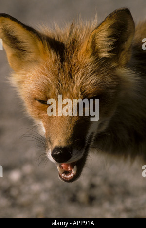 La Volpe rossa Vulpes vulpes ritratto Alaska verticale Foto Stock