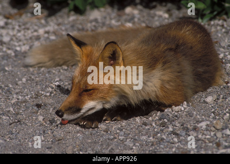 La volpe rossa Vulpes vulpes recante sulla ghiaia sant Agostino Isola Alaska Foto Stock