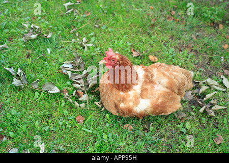 Gallina, Oblast di Zakarpattia (Oblast di Transcarpazia, Transcarpathia, Zakarpattya, Subcarpathian Rus), Ucraina Foto Stock