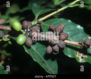 Bacche di caffè malattia Colletotrichum kahawae infezione su bacche di caffè Tanzania Foto Stock