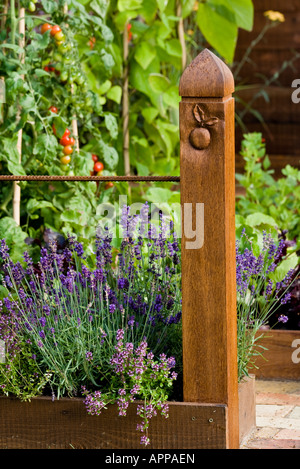 Legno decorativo post con LAVANDA (Lavandula angustifolia Hidcote) e timo. Orto in letti sollevata dietro. Foto Stock
