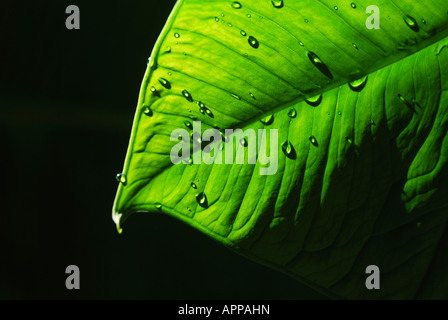 Gocce d'acqua sulla parte superiore della Colocasia antiquorum(taro) foglie Foto Stock