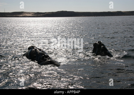 11 ottobre 2007 Madre balena franca australe e vitello nel Golfo Nuevo vicino Piramides Penisola Valdes Chubut Patagonia Argentina Foto Stock