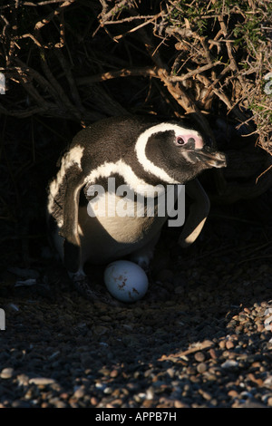 13 ottobre 2007 dei pinguini di Magellano con uovo su nest vicino a Punta Norte Penisola Valdes Chubut Patagonia Argentina Foto Stock