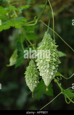 Una zucca amara di verdura verde pendente da albero che cresce nei campi Foto Stock