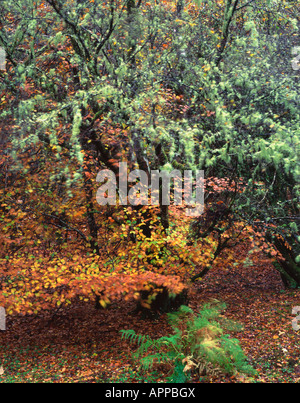 Il Lichen su alberi in bosco misto, Dunstaffnage, Oban, Argyll, Scotland, Regno Unito. Foto Stock