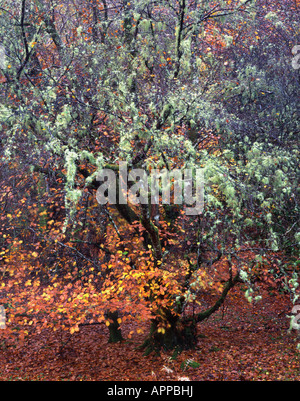 Il Lichen su alberi in bosco misto, Dunstaffnage, Oban, Argyll, Scotland, Regno Unito. Foto Stock