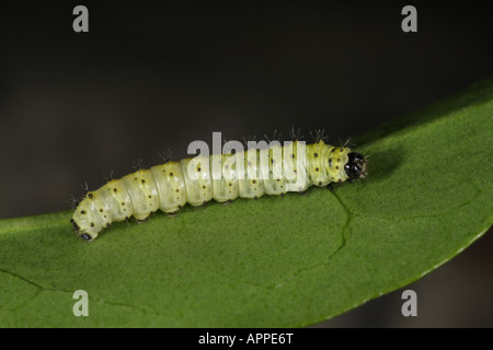 Eri Silkmoth larva - Samia ricini Foto Stock