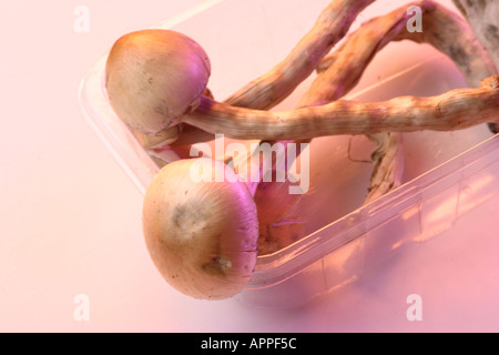 I funghi magici dal Messico Foto Stock