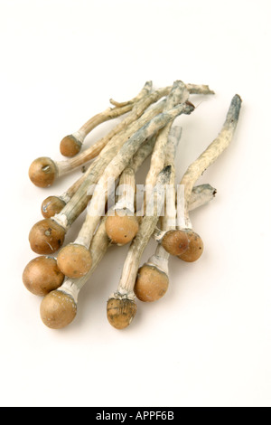 I funghi magici dall'India Foto Stock